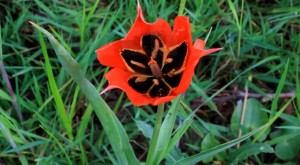 tulipe sauvage rouge